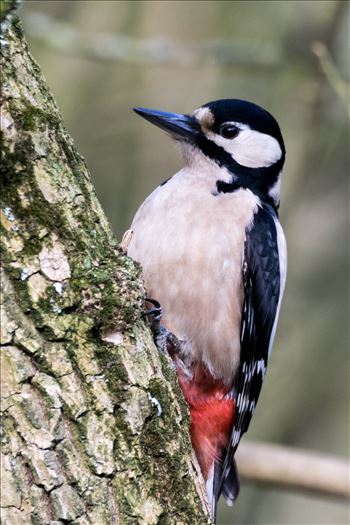 Great Spotted Woodpecker by AJ Stoves Photography