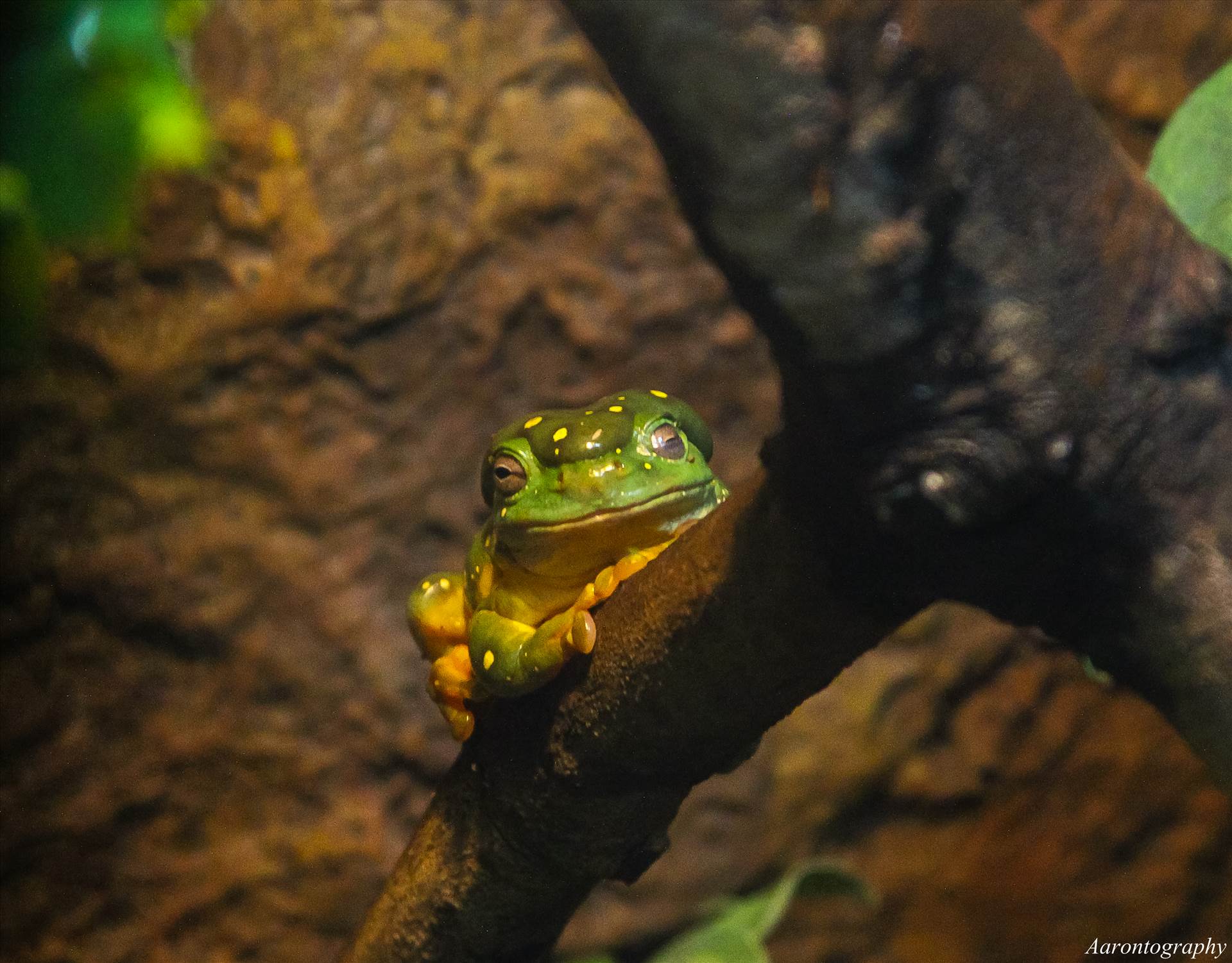 Tree Frog.jpg undefined by Aaron