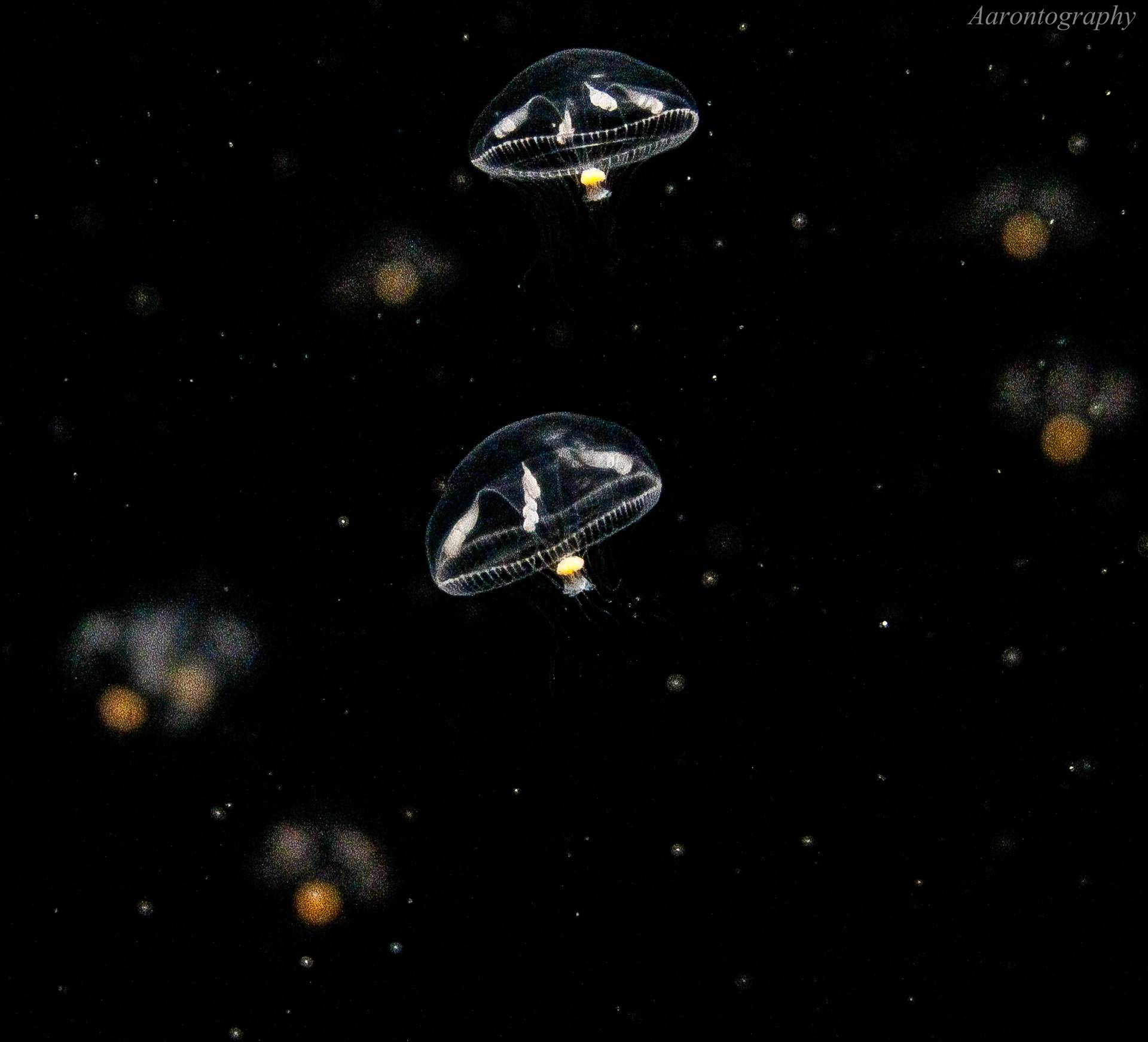 2 baby jelly.jpg undefined by Aaron