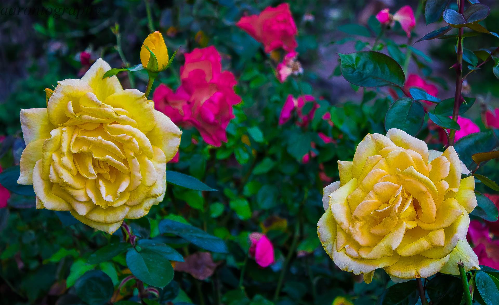PINK SURROUNDED BY YELLOW.JPG undefined by Aaron