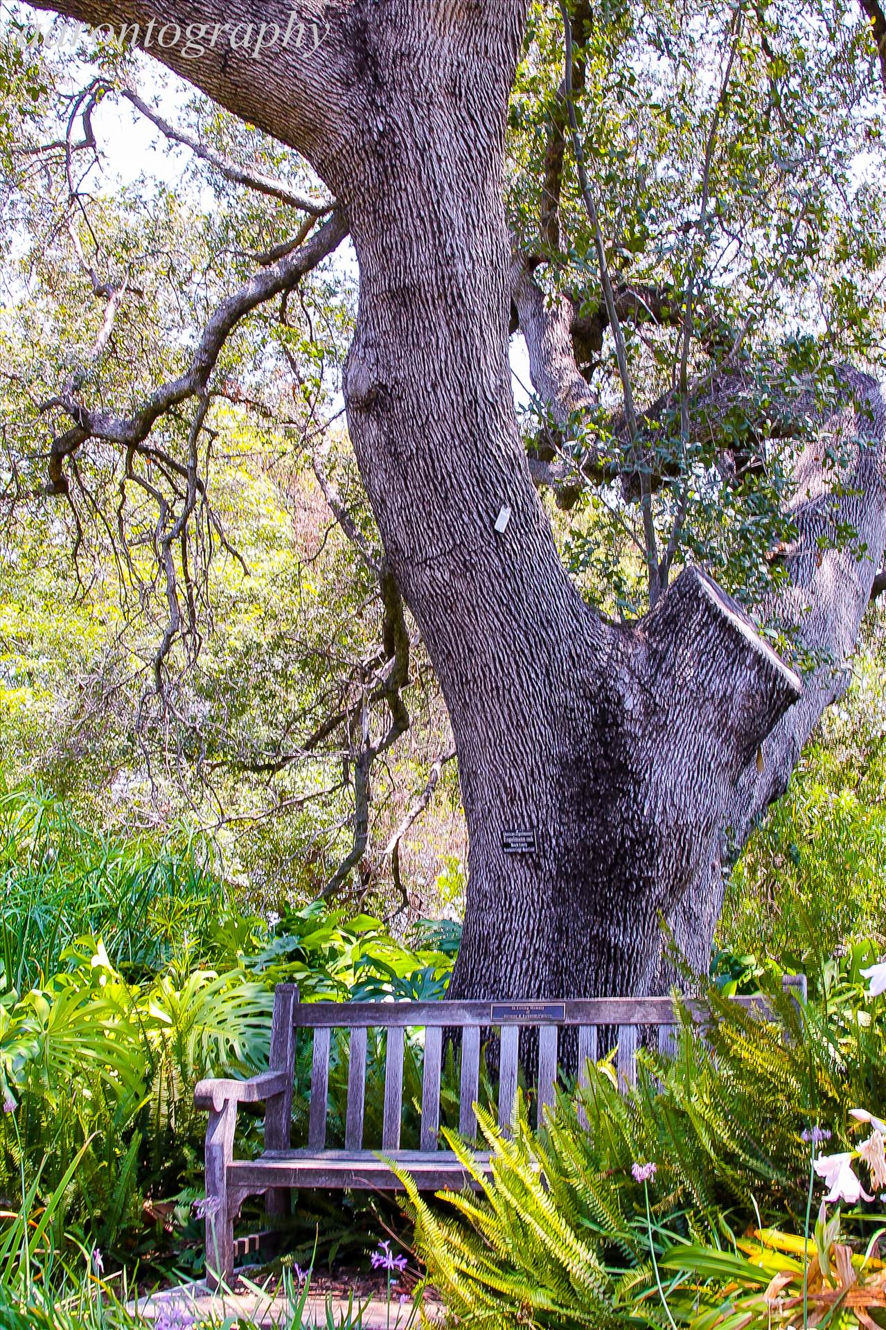 A bench and a Tree.jpg undefined by Aaron