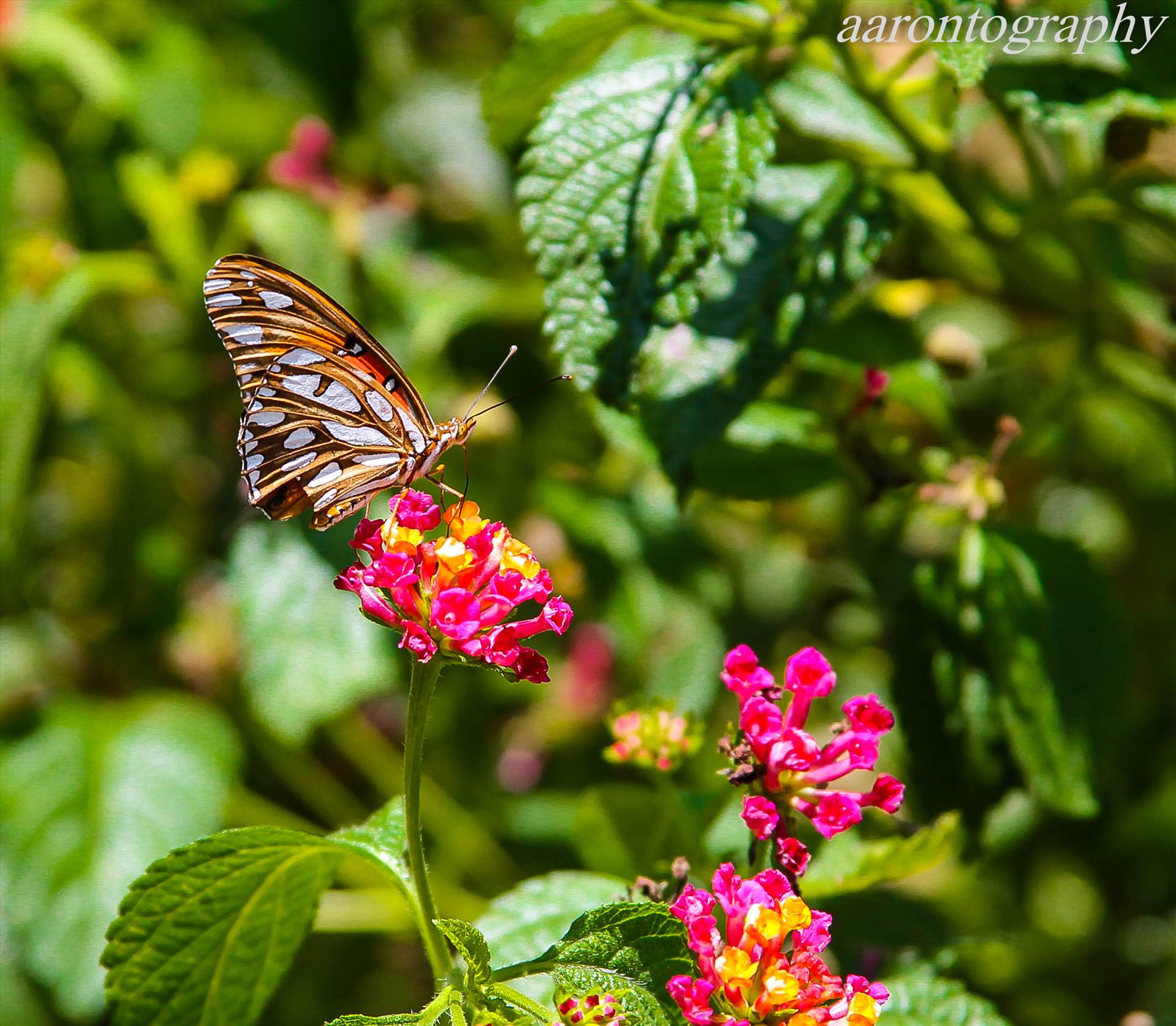 Butterfly and green.jpg undefined by Aaron