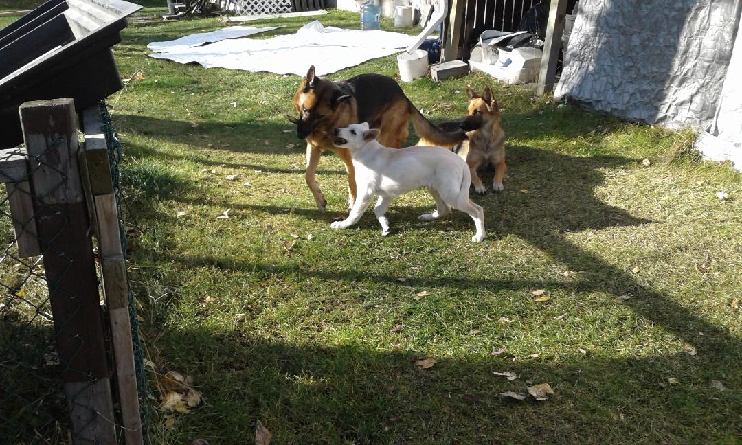 playing stick with grandpa.jpg  by mollyc9