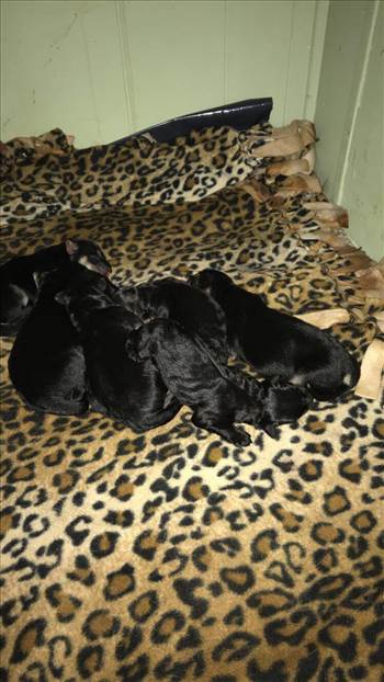 Puppy Pile - Sept 29-18.jpg - 