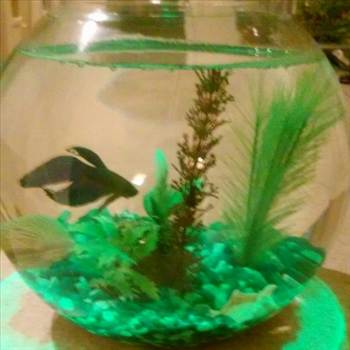 0919152201_resized (2)fishA (450x450).jpg - Betta fish 2