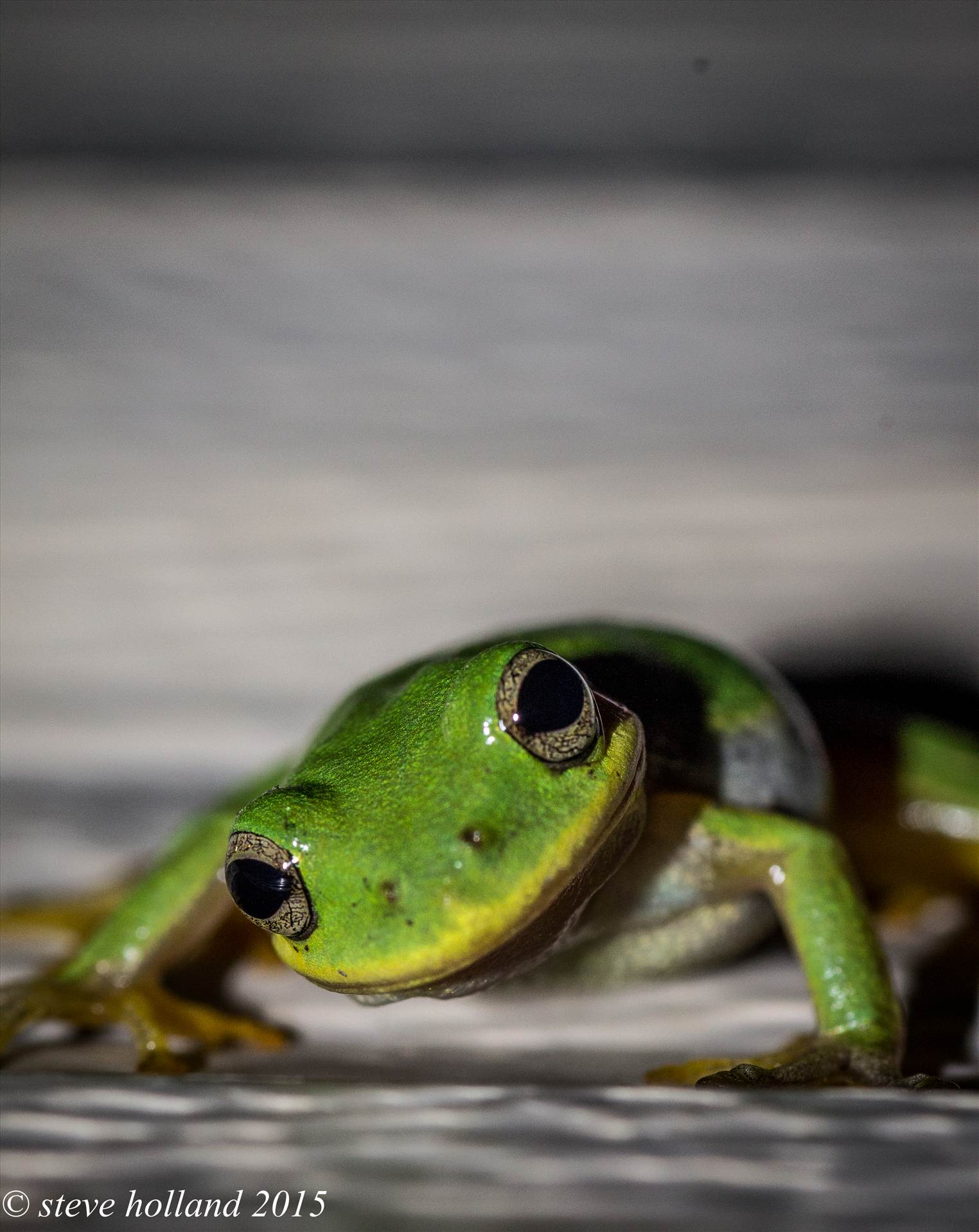 frog34 (1 of 1)-2.jpg  by Steve Holland