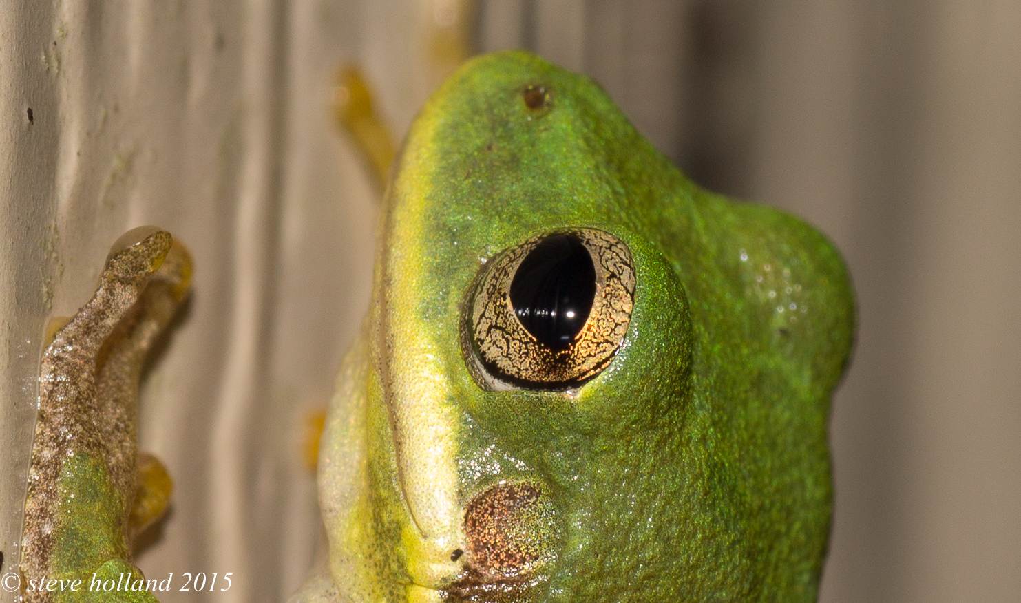 frog (1 of 2).jpg  by Steve Holland