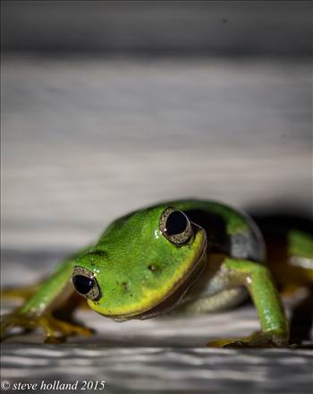 frog34 (1 of 1)-2.jpg - 