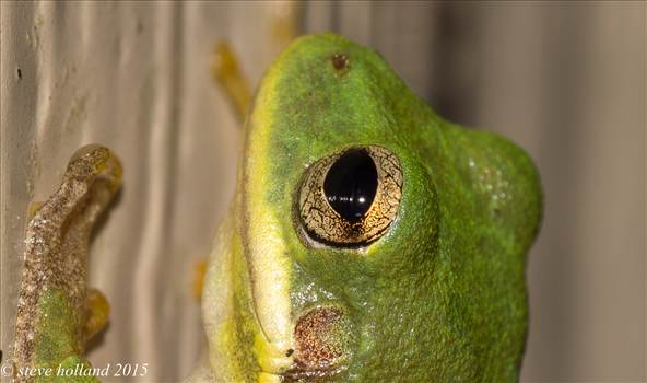 frog (1 of 2).jpg - 