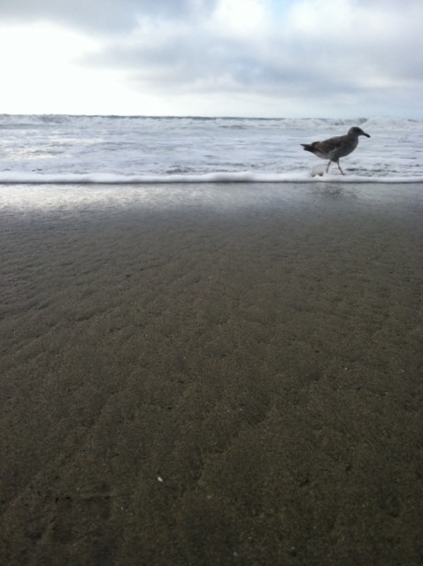 Sea Gull in the Surf  by Bridget Oates Photography