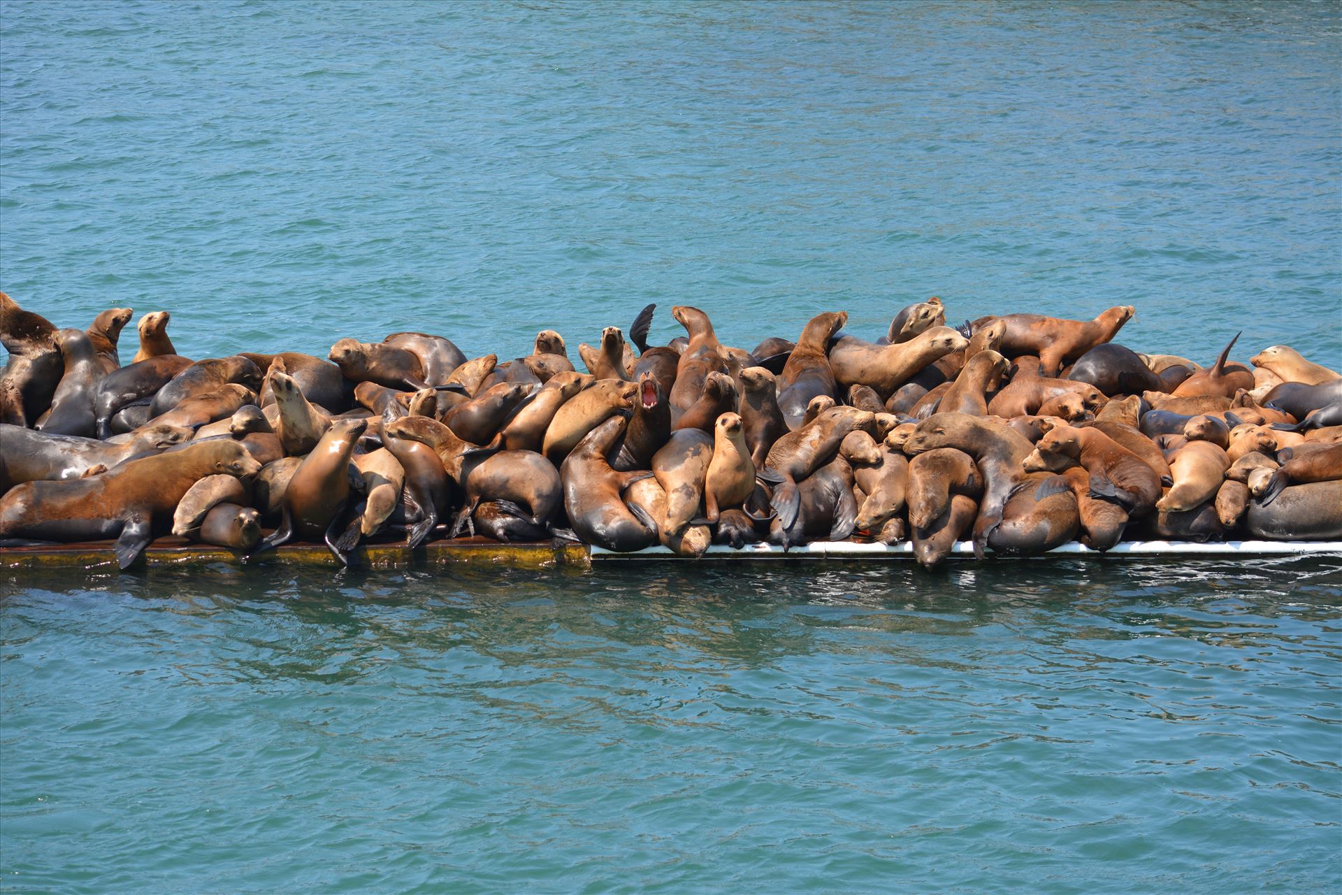 Funny Joke: Seal Pile at Monterey Harbor 12x18 wrapped canvas by Bridget Oates Photography