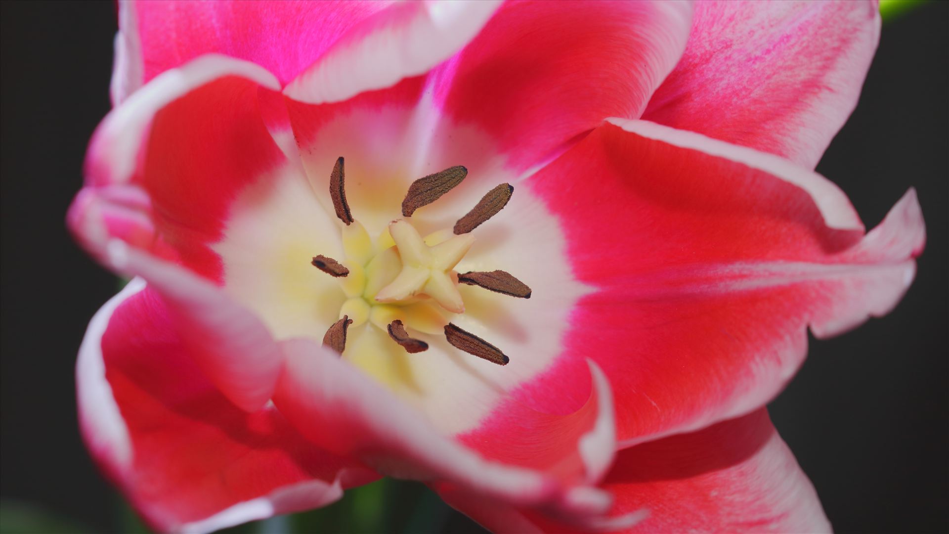 tulip.JPG close-up picture of a tulip flower by Goomba707