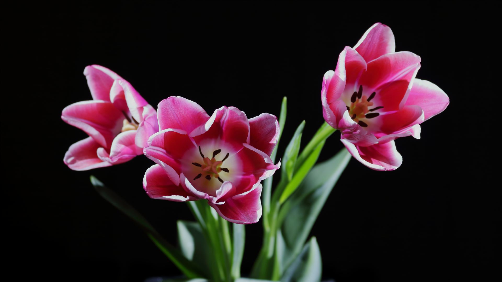 tulip1.JPG three tulip flowers by Goomba707