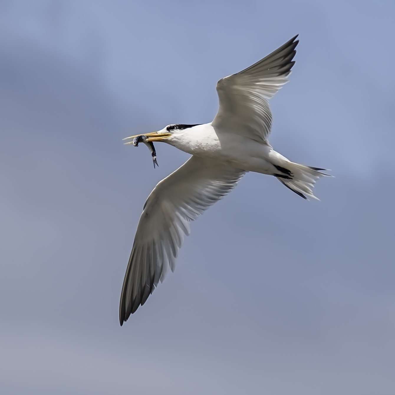 Tern with Fish Common tern in flight, with fish in beak by Denise Buckley Crawford