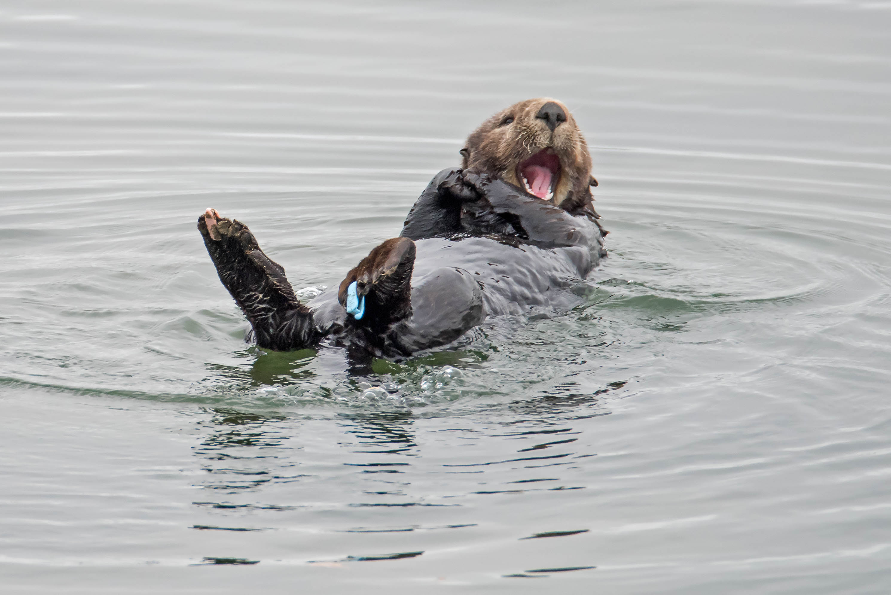 Otter Relaxing sea otter yawning by Denise Buckley Crawford