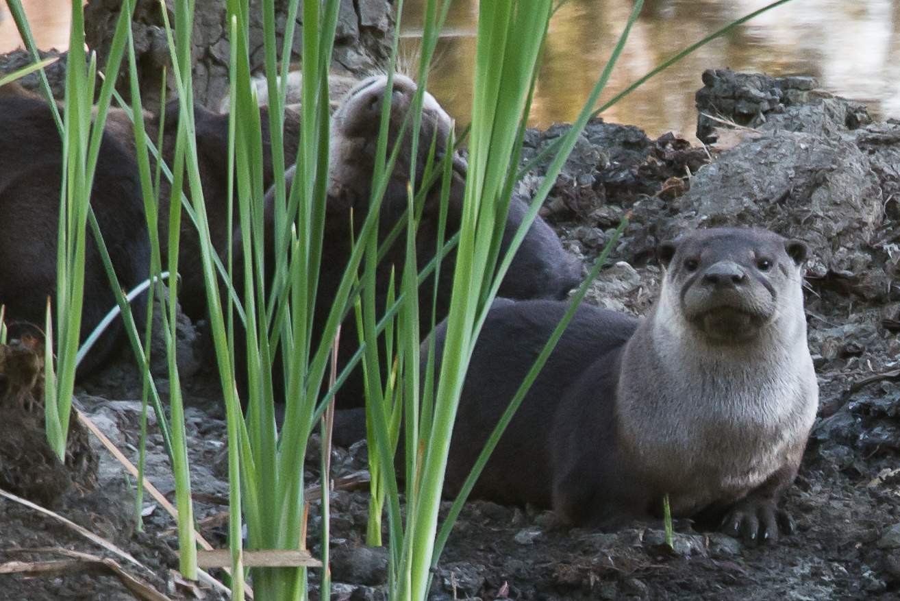 A Wary Otter Family of otters in Yolo Bypass, CA by Denise Buckley Crawford