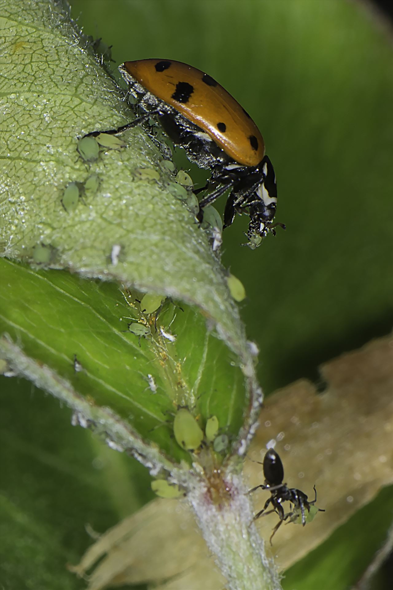 Drama in the Garden Ladybug eats aphid while ant protects other aphids by Denise Buckley Crawford