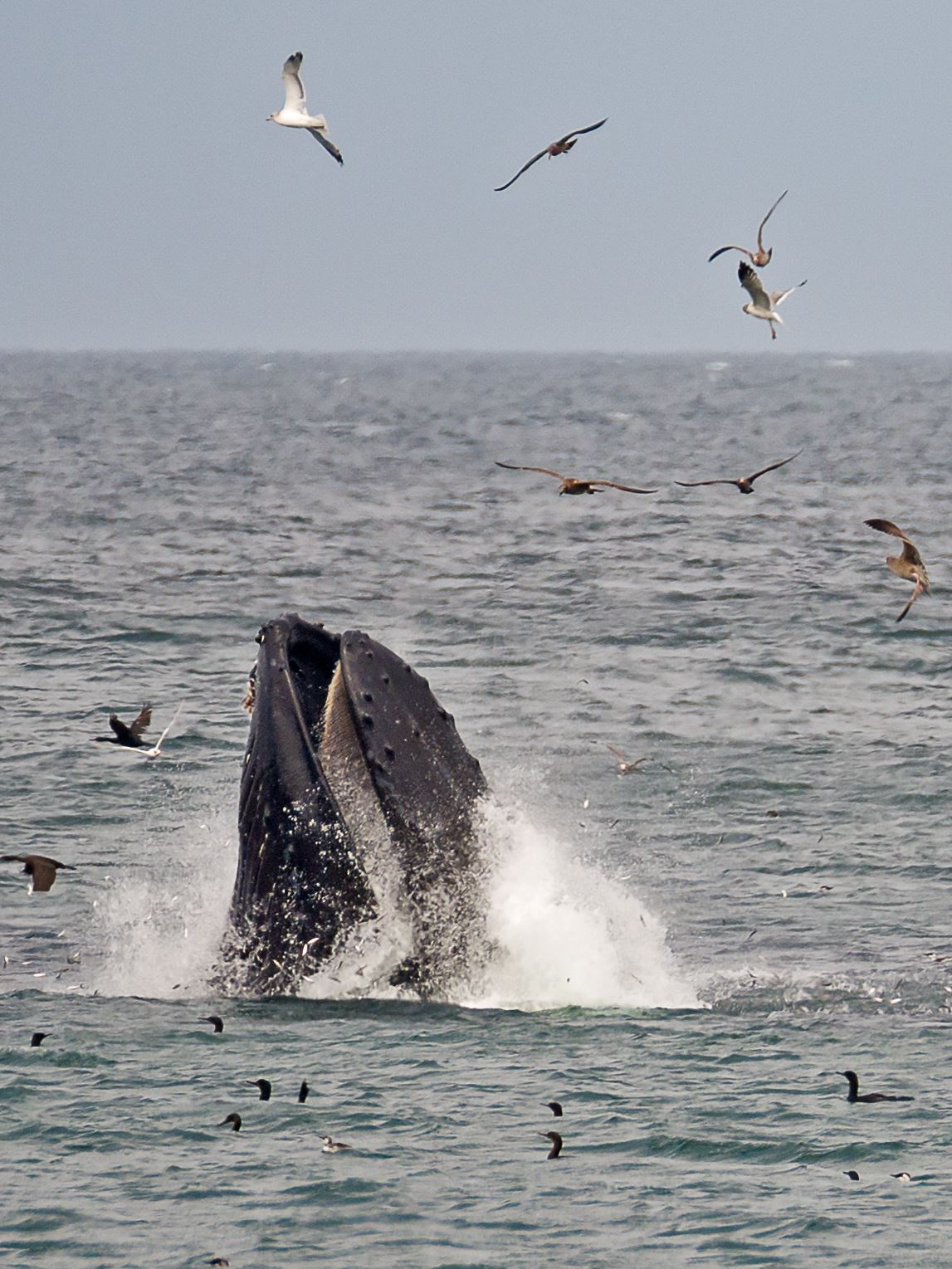 Gulp! Humpback whale lunge feeding while seabirds fly overhead by Denise Buckley Crawford
