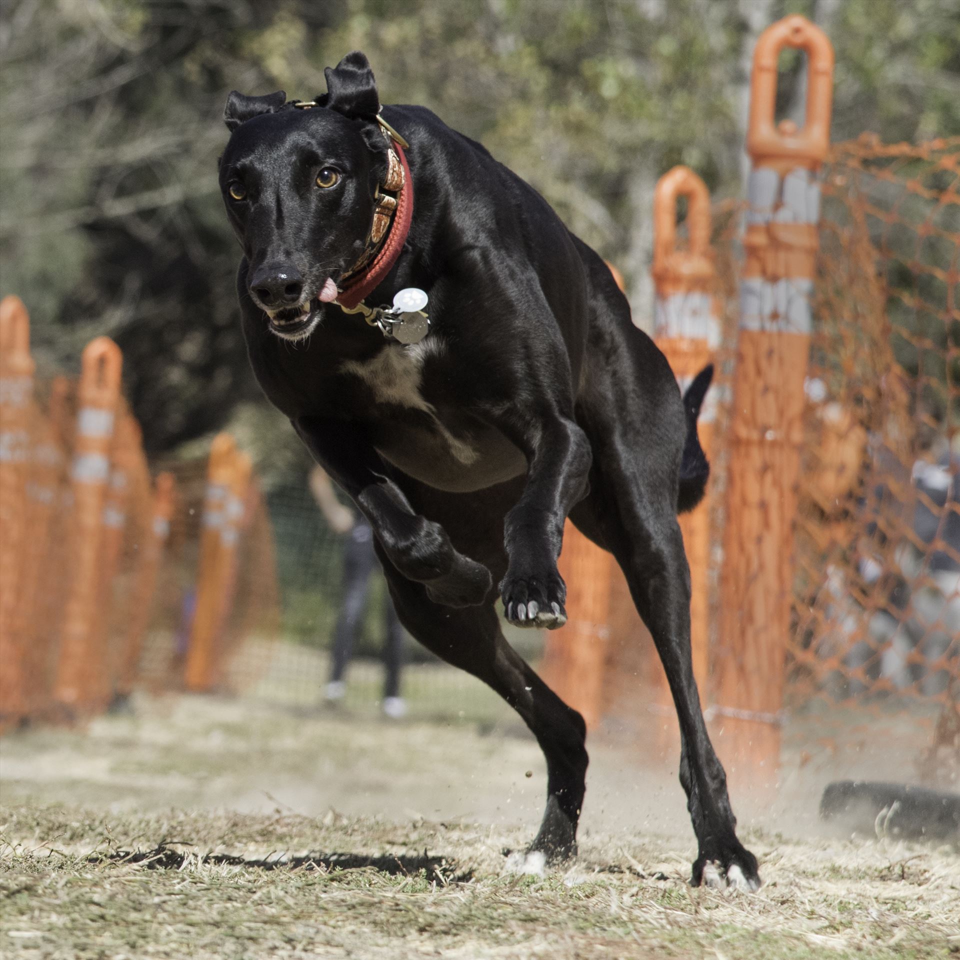 Fast A retired racing greyhound participates in a fun run race with her rescue group. by Denise Buckley Crawford