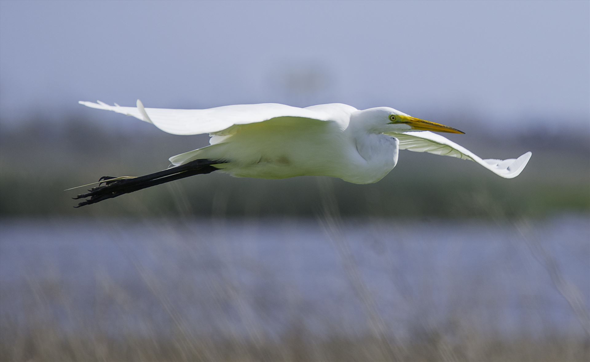 Great Egret in Flight A great egret flies over the Yolo Bypass Nature Preserve in California by Denise Buckley Crawford