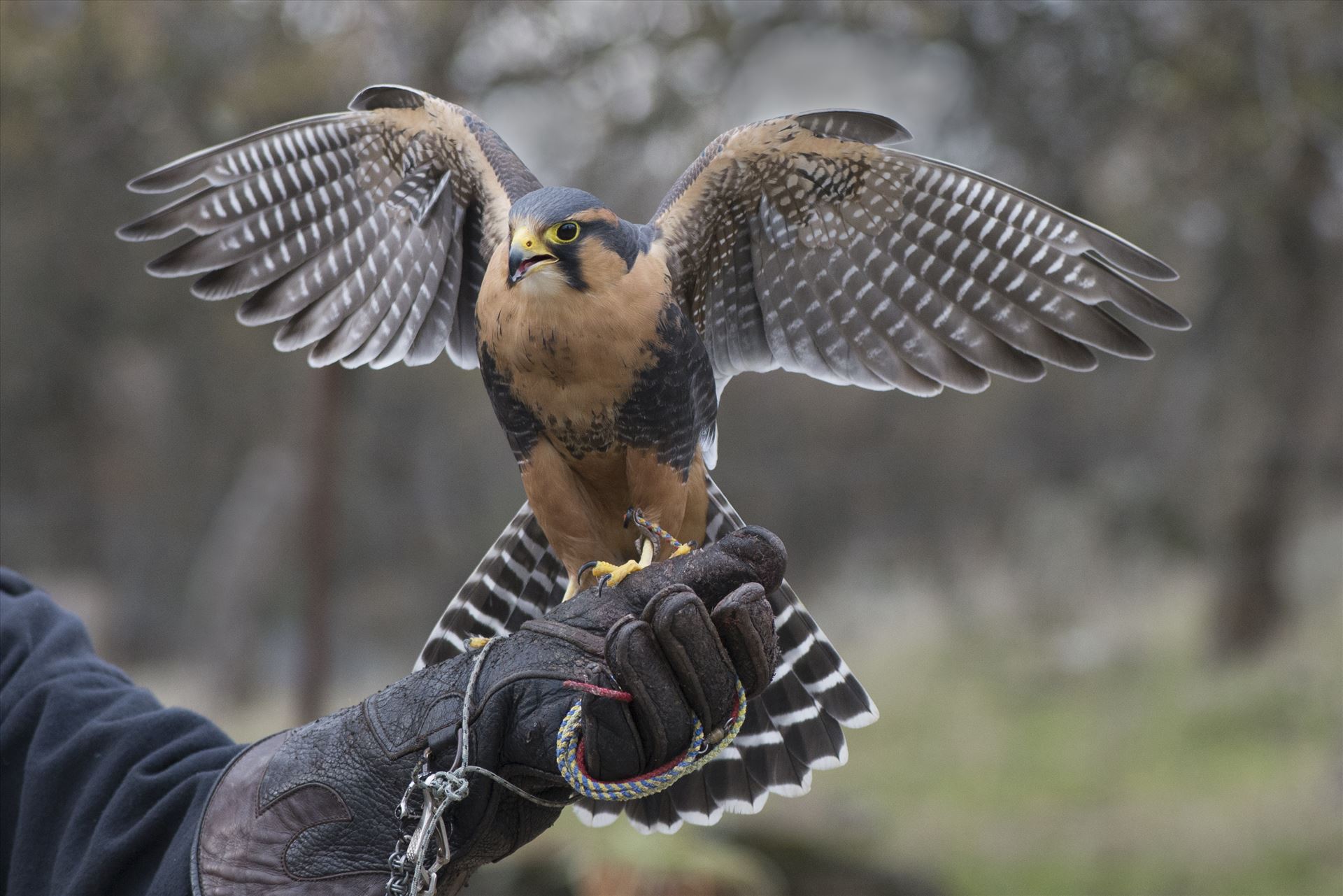 Ready for Takeoff Apomado Falcon with trainer by Denise Buckley Crawford