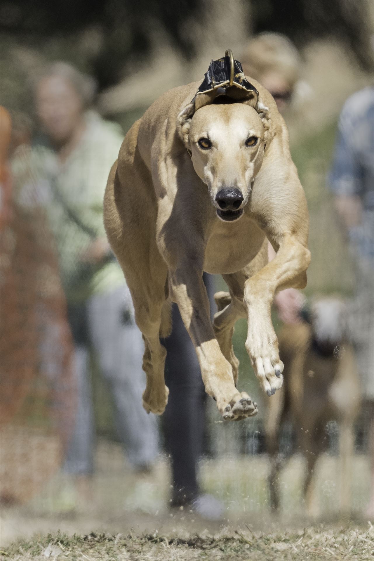 Zoom! A retired racing greyhound participates in a fun run race with her rescue group. by Denise Buckley Crawford