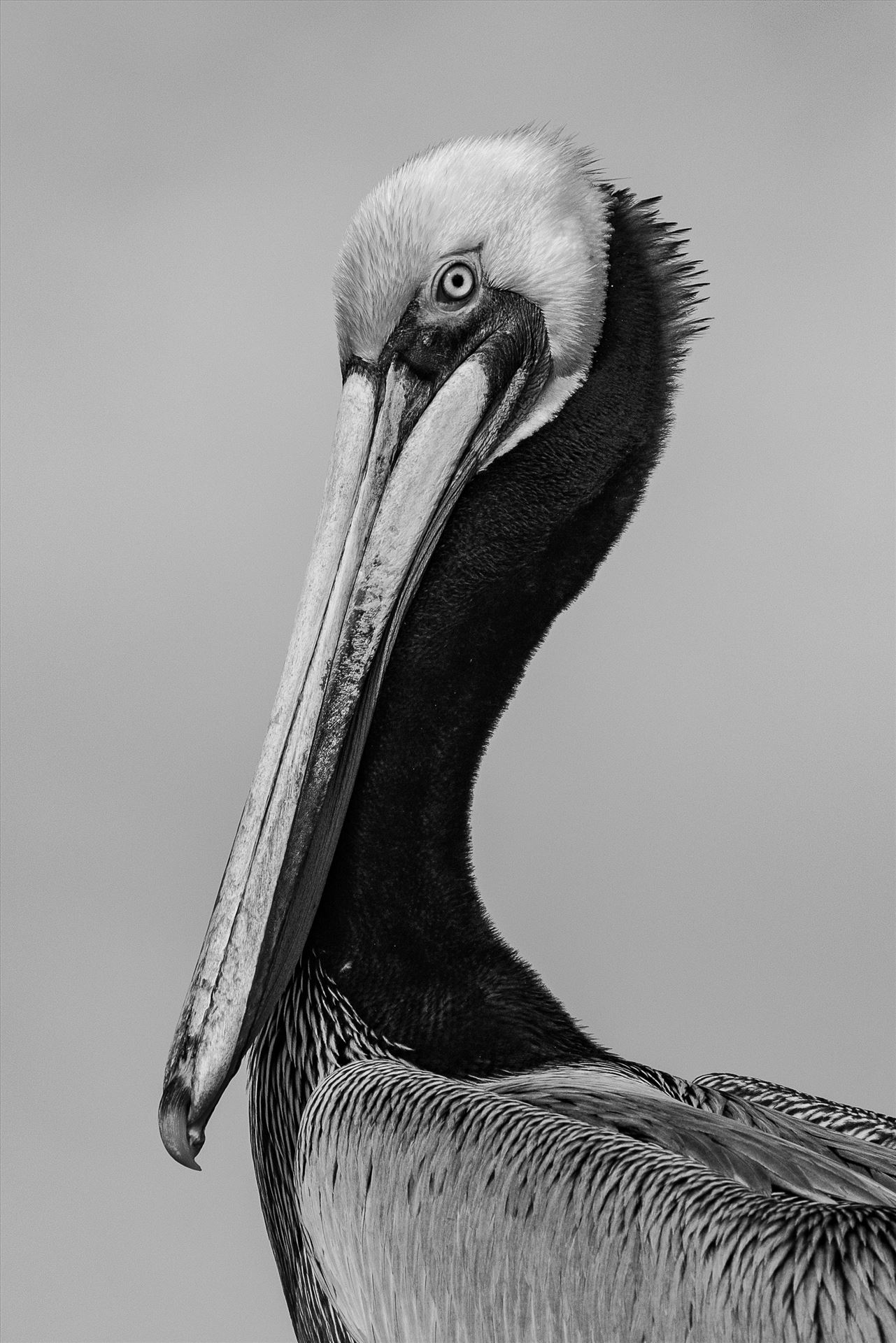 Portrait of K15, a Brown Pelican Brown Pelican in monochrome by Denise Buckley Crawford