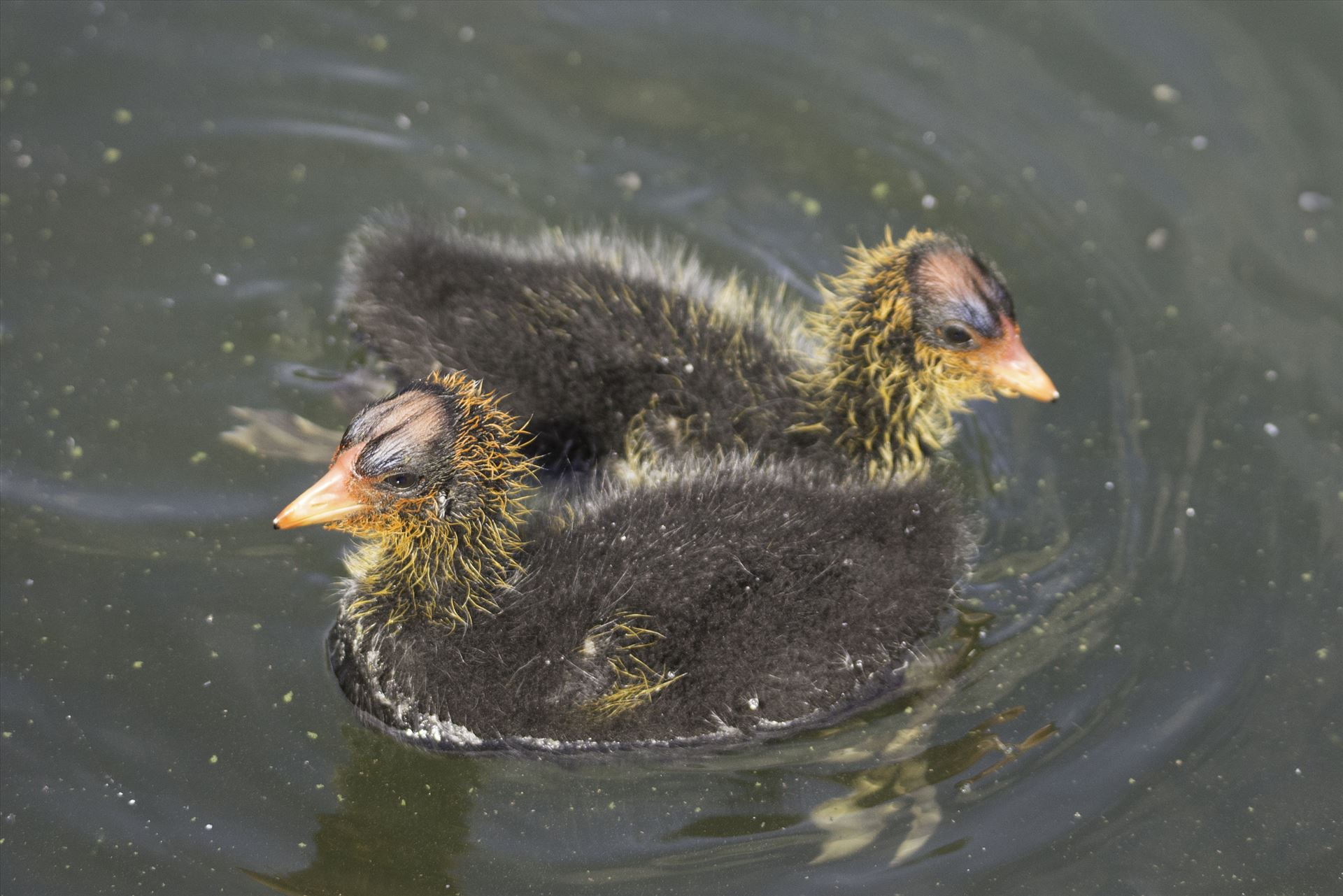 Coot Chicks Two American Coot Chicks, just a few days old, swim in Newark Lake by Denise Buckley Crawford