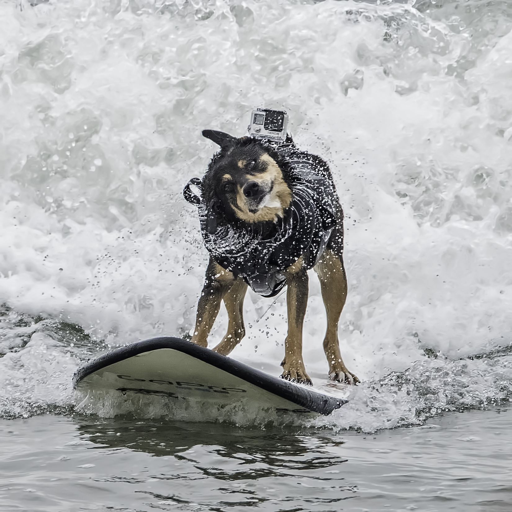 Abby, World Champion Dog Surfer Abby, holder of the 2016 world record for length of solo surf ride by a dog by Denise Buckley Crawford