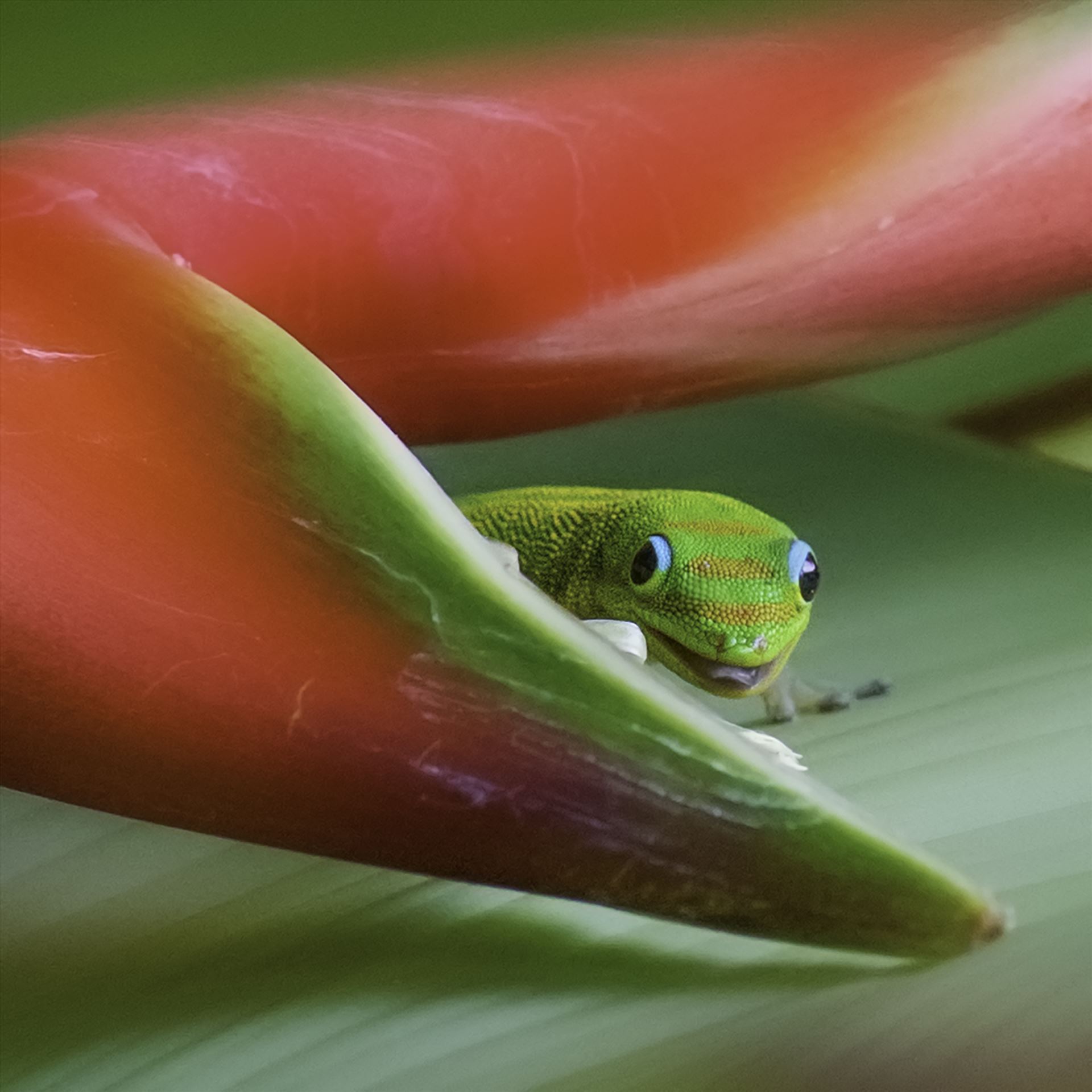 Gecko Gold dust day gecko in a Hanging Lobster Claw Plant, Oahu, Hawaii by Denise Buckley Crawford