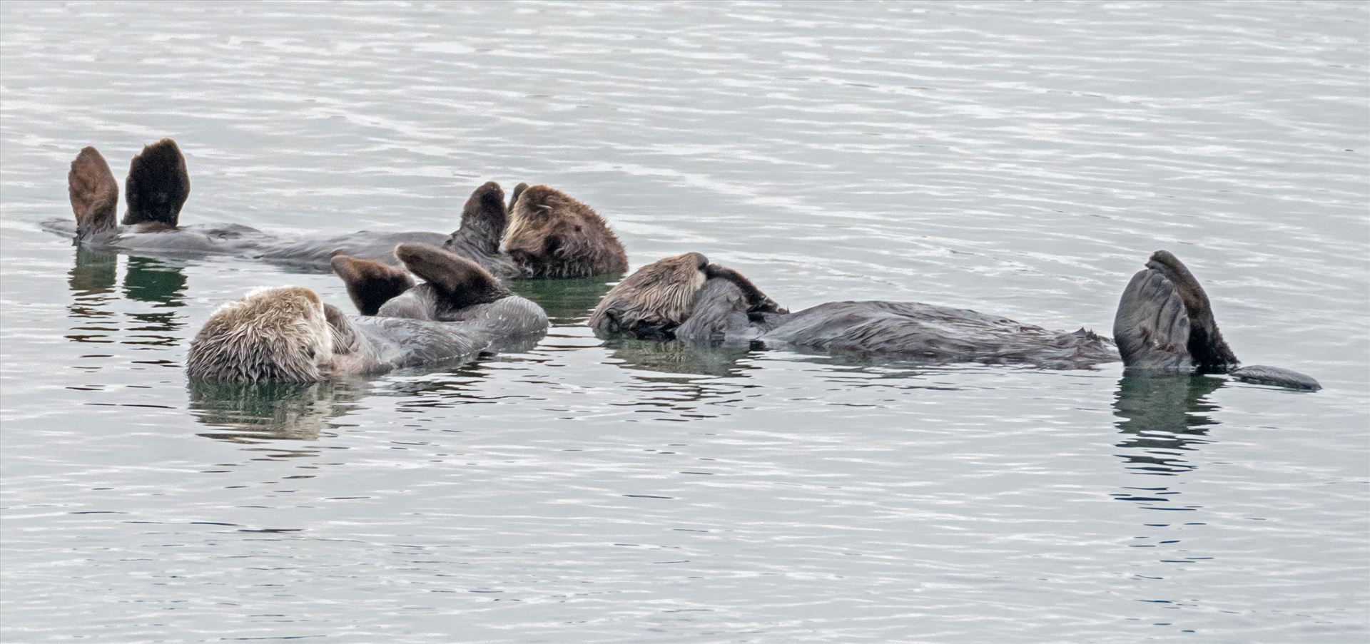 Sea Otter Prayer Group sea otters resting in a group by Denise Buckley Crawford