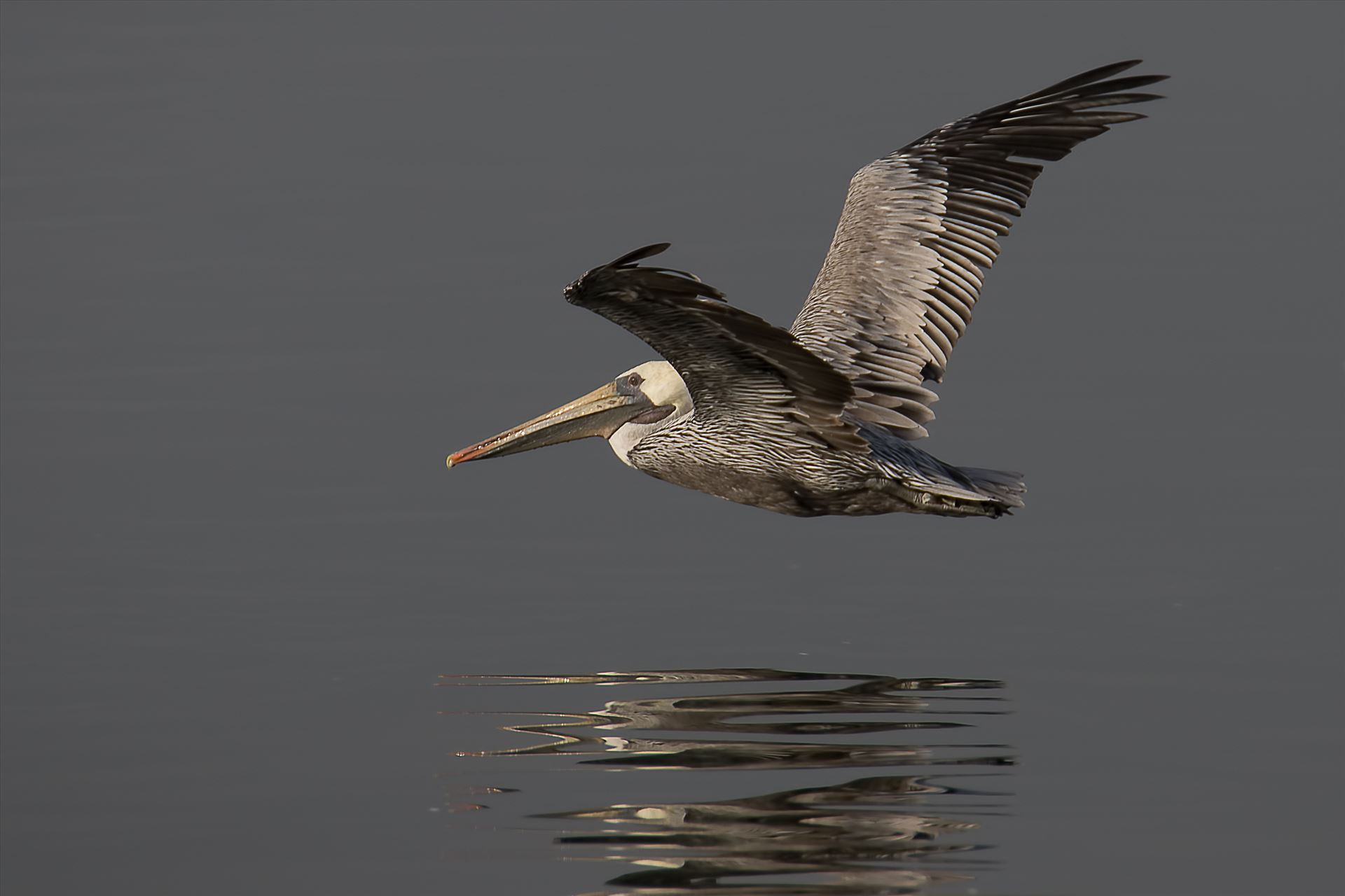 Glide Brown pelican in flight by Denise Buckley Crawford