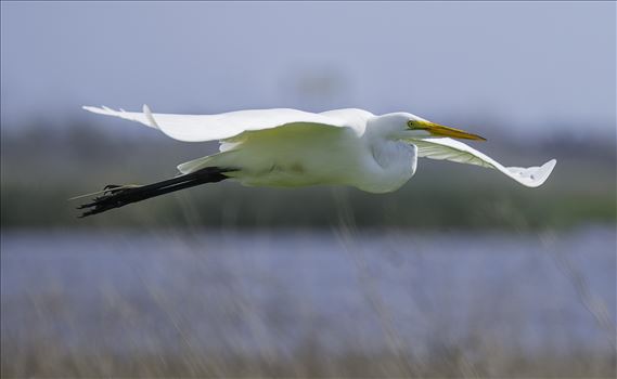 Great Egret in Flight by Denise Buckley Crawford