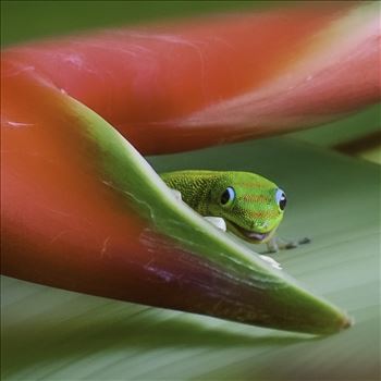 Gecko by Denise Buckley Crawford