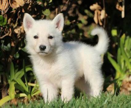 The White German Shepherd is distinguished by its silky white coat, athletic build, and intelligence. This unusual dog is descended from German Shepherds and

Visit here: - https://germanshepherd.me/white-german-shepherd-information-with-pictures