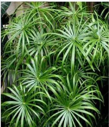 Cyperus Alternifolius Umbrella Plant does best in a tropical environment, but it quickly adapts to the home. You cannot over water this plant! It will thrive when its roots are kept continuously wet. To ensure that the plant does not dry out, it is best t