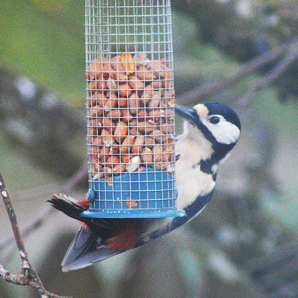 woodpecker 1 sm.jpg  by alancmlaird