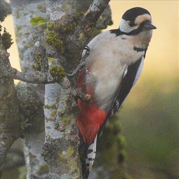 woodpecker 7 sm.jpg by alancmlaird