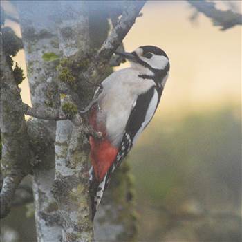 woodpecker 6 sm.jpg by alancmlaird