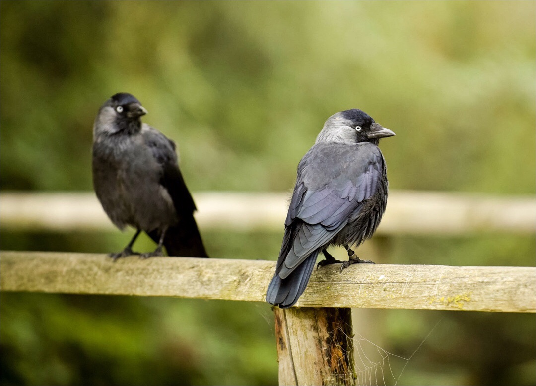 image.jpg undefined by WPC-37