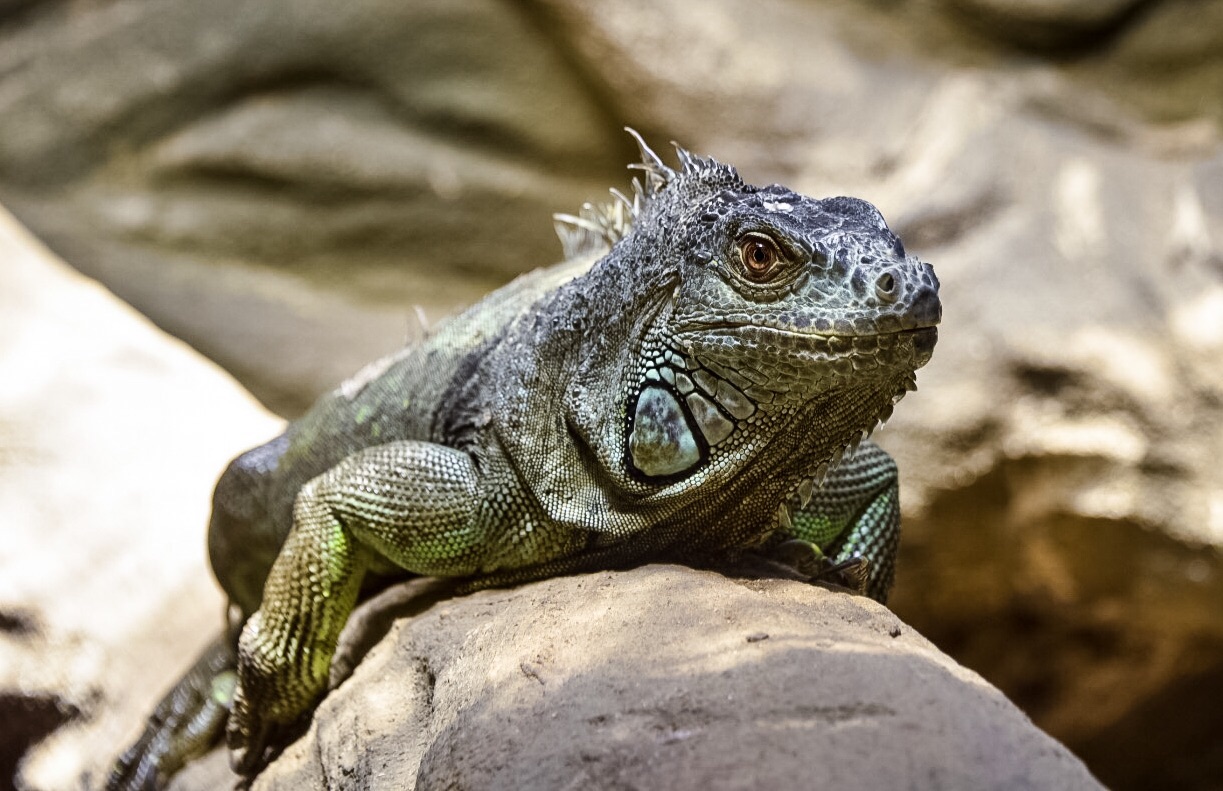 image.jpg  by WPC-37