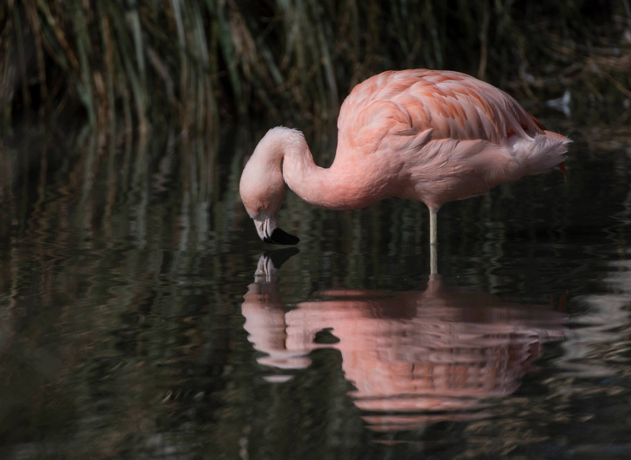 image.jpg  by WPC-37