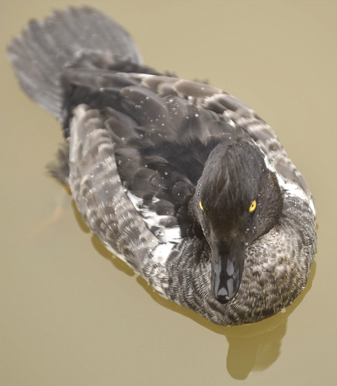 image.jpg undefined by WPC-37