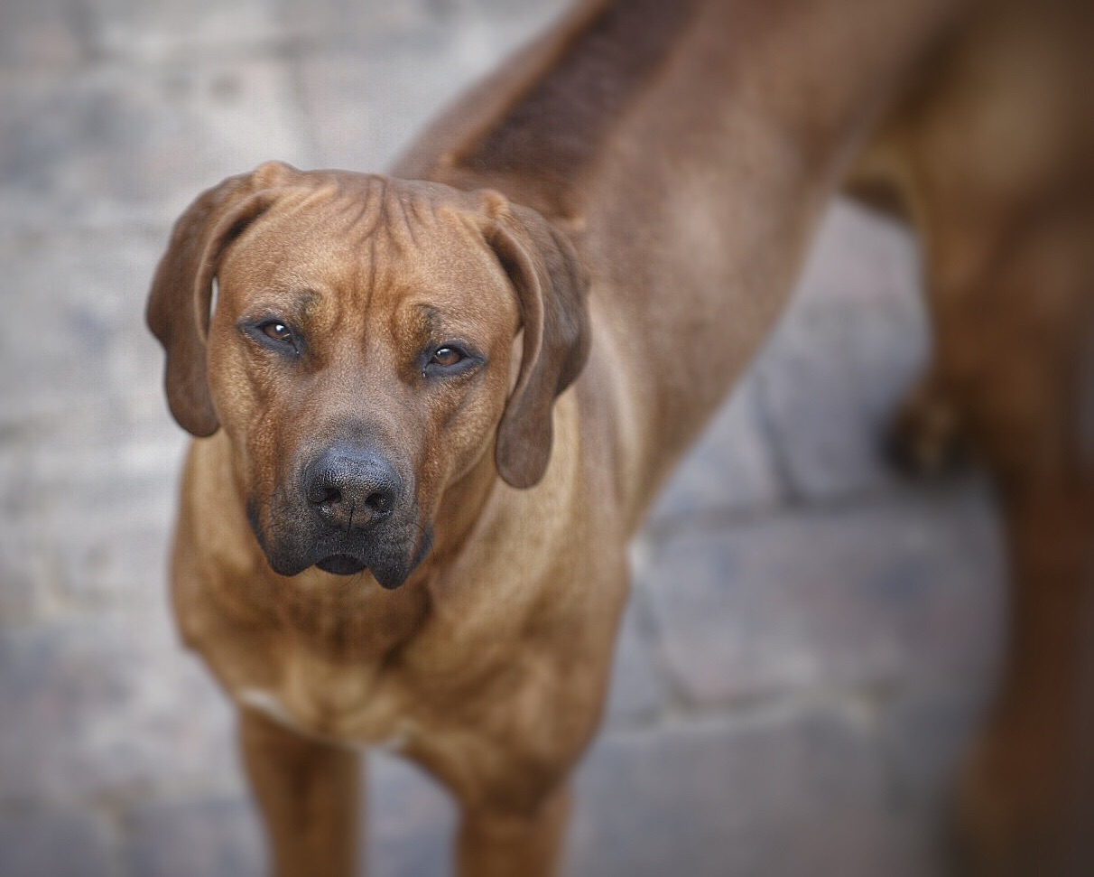 image.jpg  by WPC-37