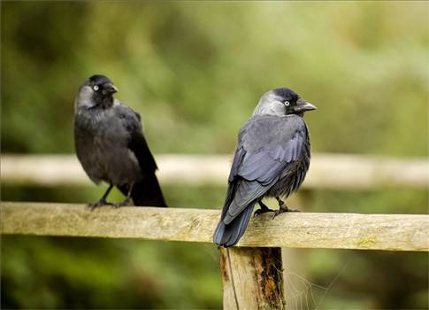 image.jpg - undefined