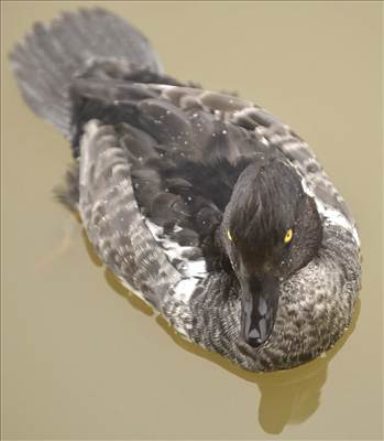 image.jpg - undefined