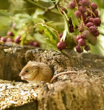 image.jpg - undefined