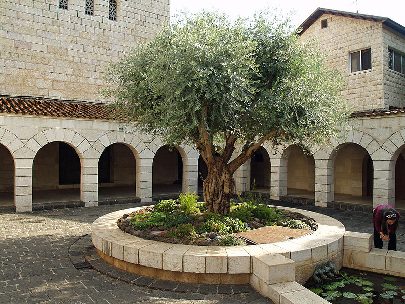 800px-Courtyard_of_the_Church_of_the_Multiplication_in_Tabgha_by_David_Shankbone.jpg  by Hp1711