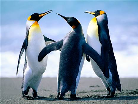 Penguins.jpg by jojocole1