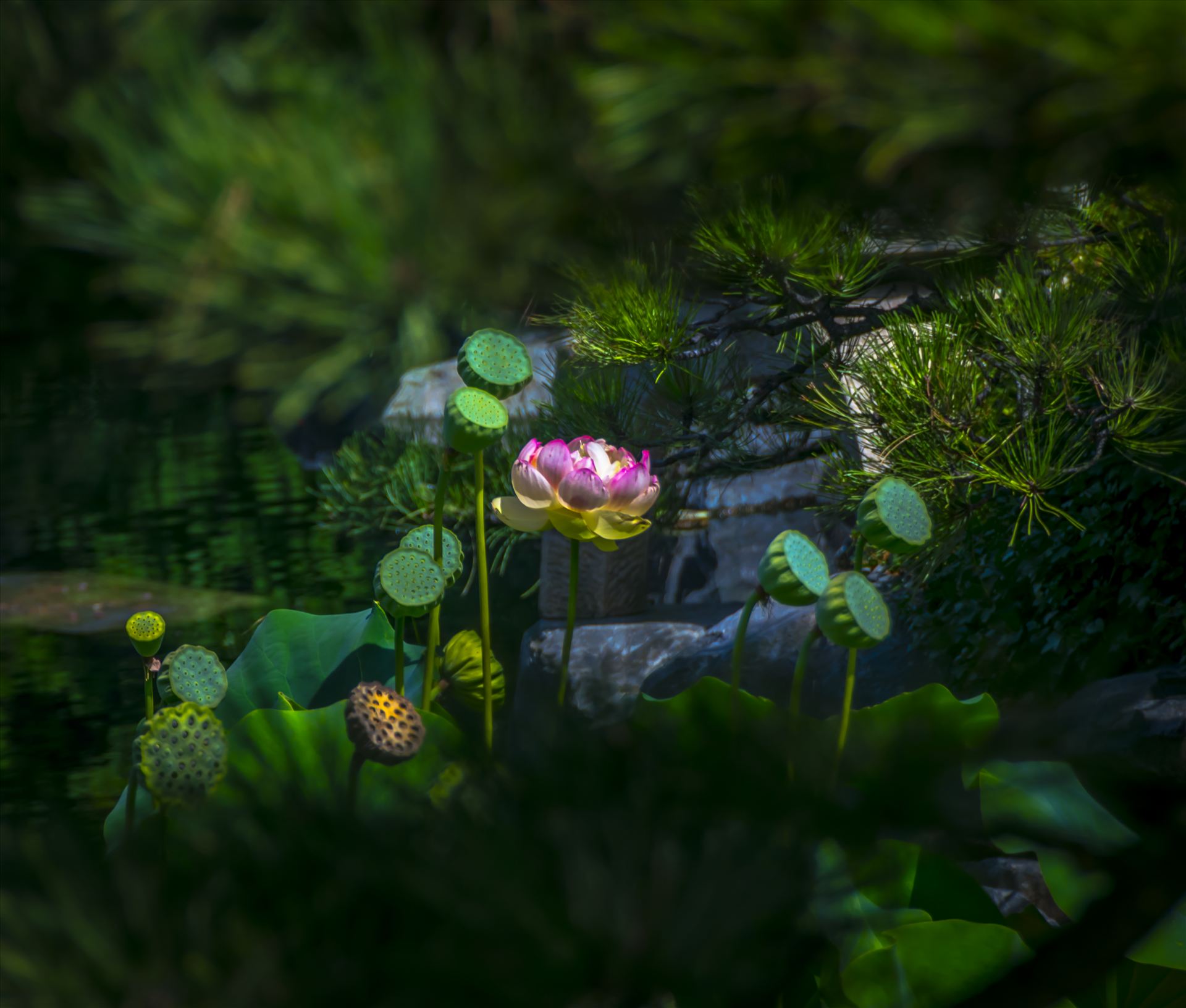 Secret Garden.jpg  by Dennis Rose